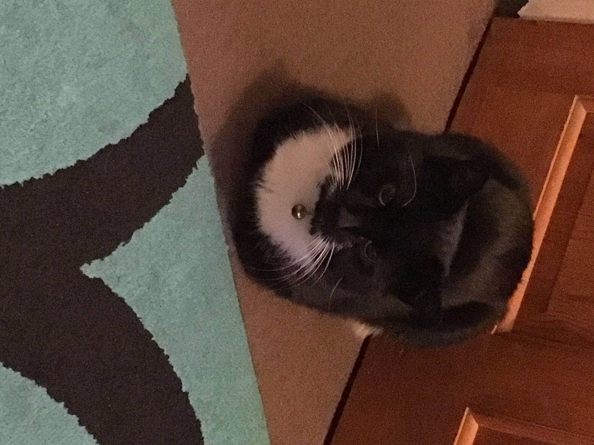 Felix S joined the competition — help win amazing prizes! carnivore, cat, comfort, domestic_short_haired_cat, felidae, floor, flooring, fur, grey, hardwood, human_leg, mammal, room, shipping_box, small_to_medium_sized_cats, snout, tail, tints_and_shades, whiskers, wood