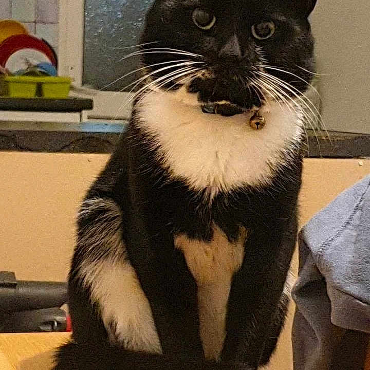 Felix S