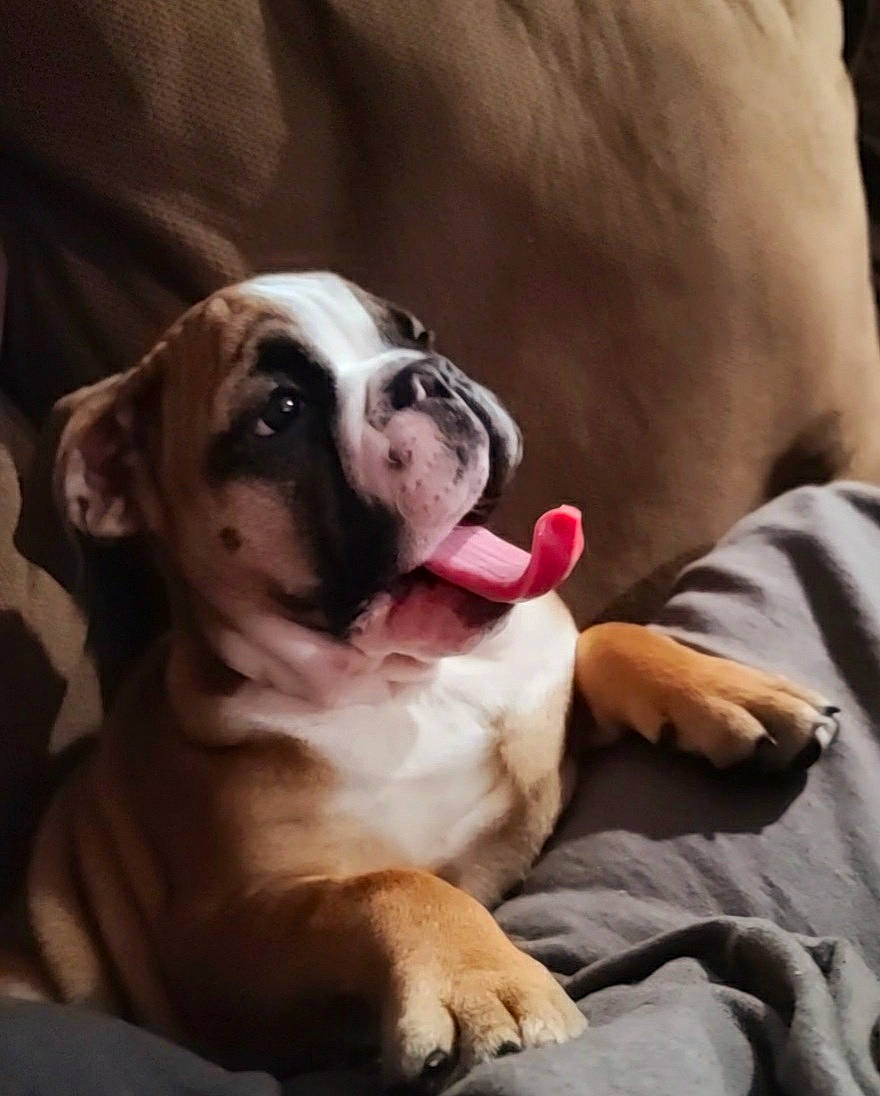 Concha joined the competition — help win amazing prizes! bored, bulldog, canidae, carnivore, comfort, companion_dog, dog, dog_breed, fawn, fur, non_sporting_group, snout, sporting_group, terrestrial_animal, toy_dog, vertebrate, whiskers, working_animal, working_dog, wrinkle