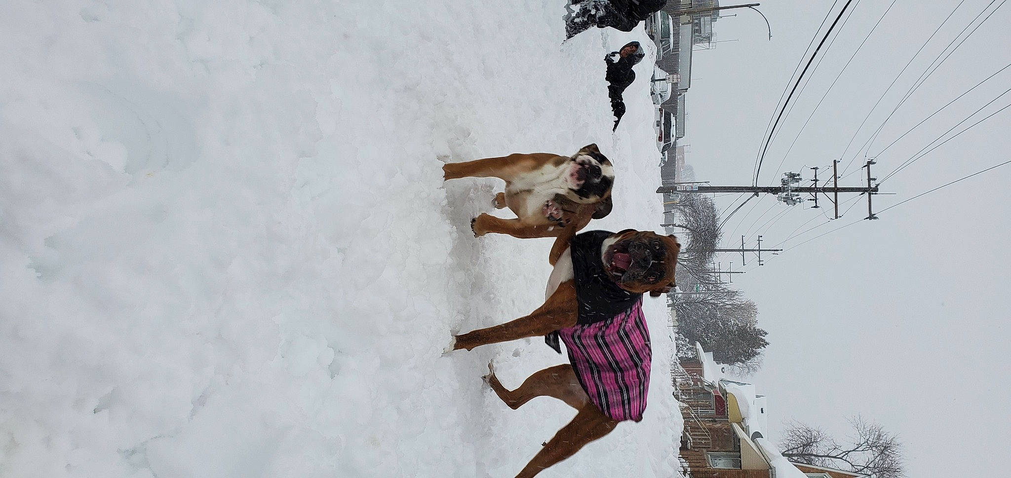 Concha is registered to the contest to win money with this photo: adventure, dress, event, freezing, fun, happy, leisure, overhead_power_line, painting, playing_in_the_snow, recreation, sky, slope, snow, tree, window, winter, wire