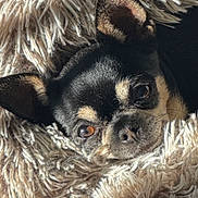 Mina participe au concours pour gagner de l'argent avec cette photo : dog, blanket, cozy, cute, pet, fur, snuggled, resting, black_and_tan, small_dog, texture, close_up, indoor, soft, warm, comfortable, animal, portrait, relaxed, sleepy