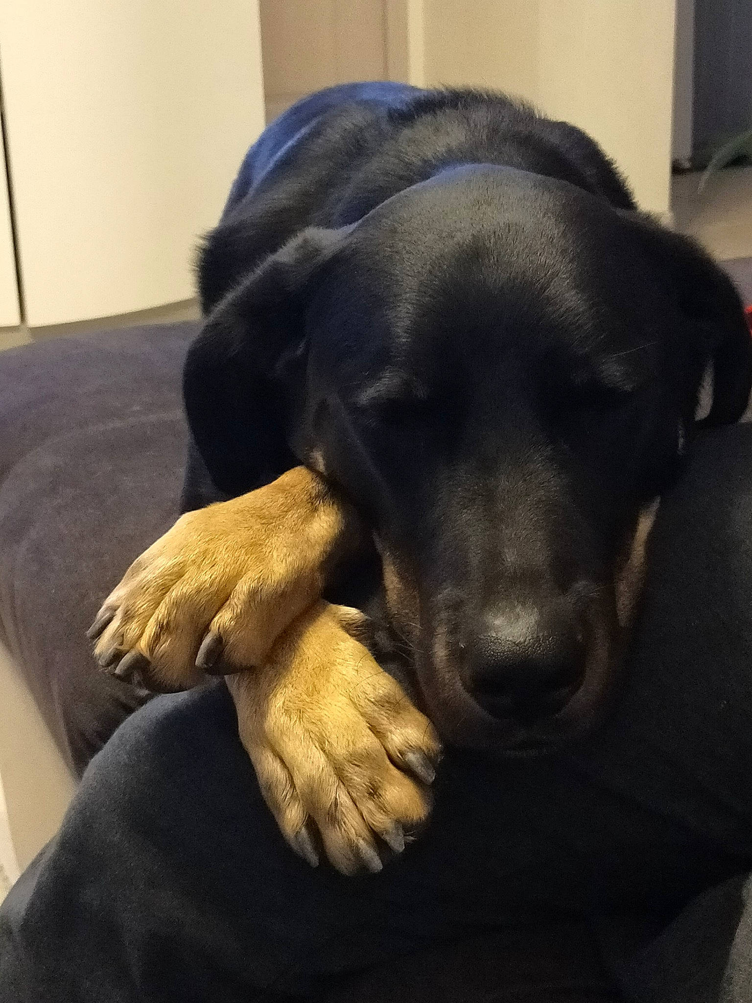 Luky participe au concours pour gagner de l'argent avec cette photo : borador, canidae, carnivore, comfort, companion_dog, dog, dog_breed, fawn, fur, gesture, guard_dog, labrador_retriever, nap, natural_material, pet_supply, snout, sporting_group, terrestrial_animal, whiskers, working_animal