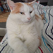 Tigrou participe au concours pour gagner de l'argent avec cette photo : abyssinian, animal, bed, cat, computerhardware, couch, electronics, furniture, hardware, hardwood, homedecor, kitten, manx, monitor, person, pet, plywood, screen, siamese, wood