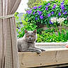 cat, gray_cat, pet, animal, wood, curtain, flower, purple_flower, white_flower, garden, greenery, outdoor, nature, plant, leaf, fence, relaxing, sunlight, amber_eyes, portrait