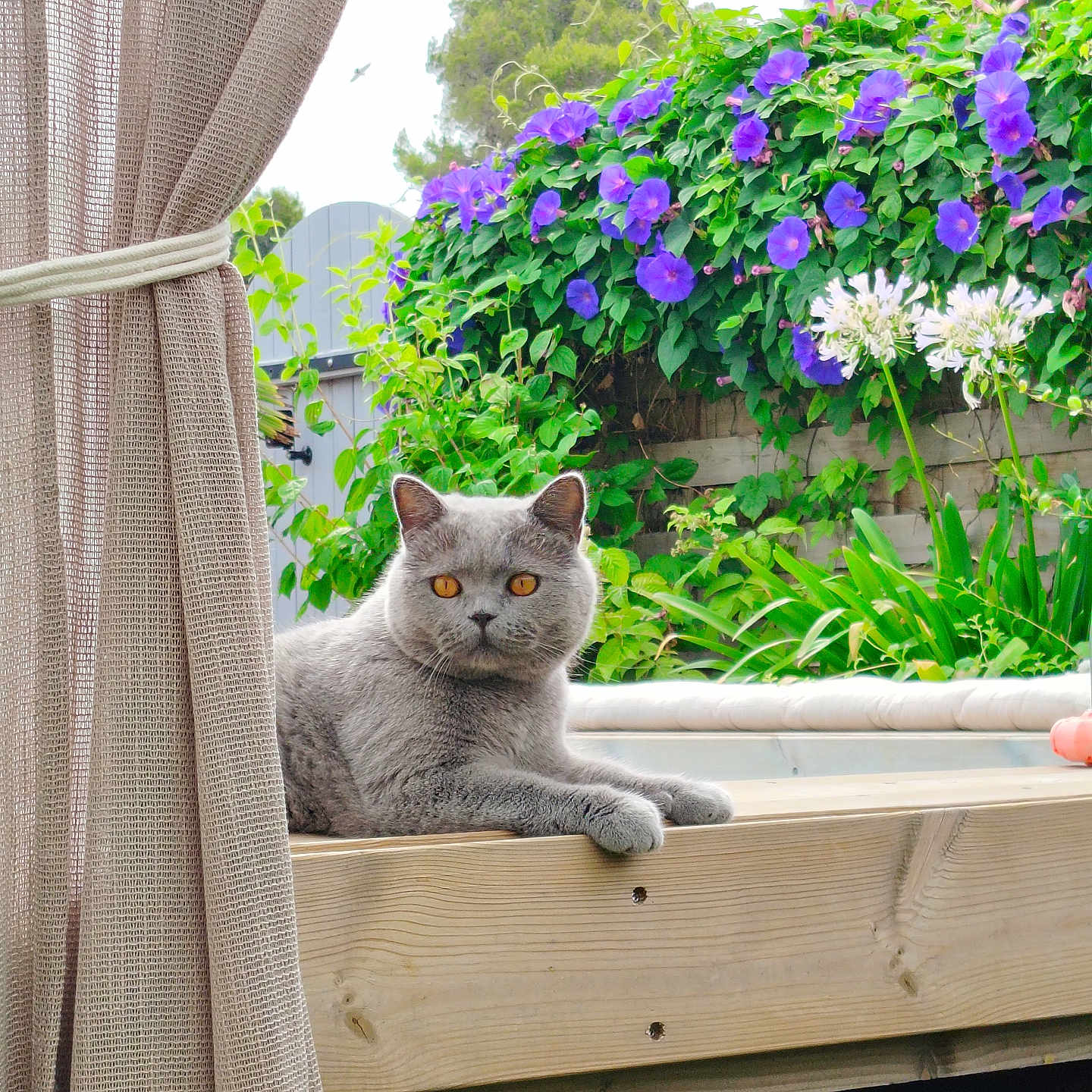 Claude participe au concours pour gagner de l'argent avec cette photo : cat, gray_cat, pet, animal, wood, curtain, flower, purple_flower, white_flower, garden, greenery, outdoor, nature, plant, leaf, fence, relaxing, sunlight, amber_eyes, portrait