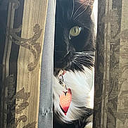 Rosee is registered to the contest to win money with this photo: animal, black_and_white, cat, closeup, collar, curtains, domestic, eye, feline, fur, indoor, mysterious, pattern, peeking, pet, soft_light, tag, texture, whiskers, window