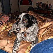 Trixie is registered to the contest to win money with this photo: dog, indoor, blanket, tattoo, hand, television, furniture, wall, flag, bed, comfort, pet, animal, resting, looking, brown, black, white, pattern, closeup