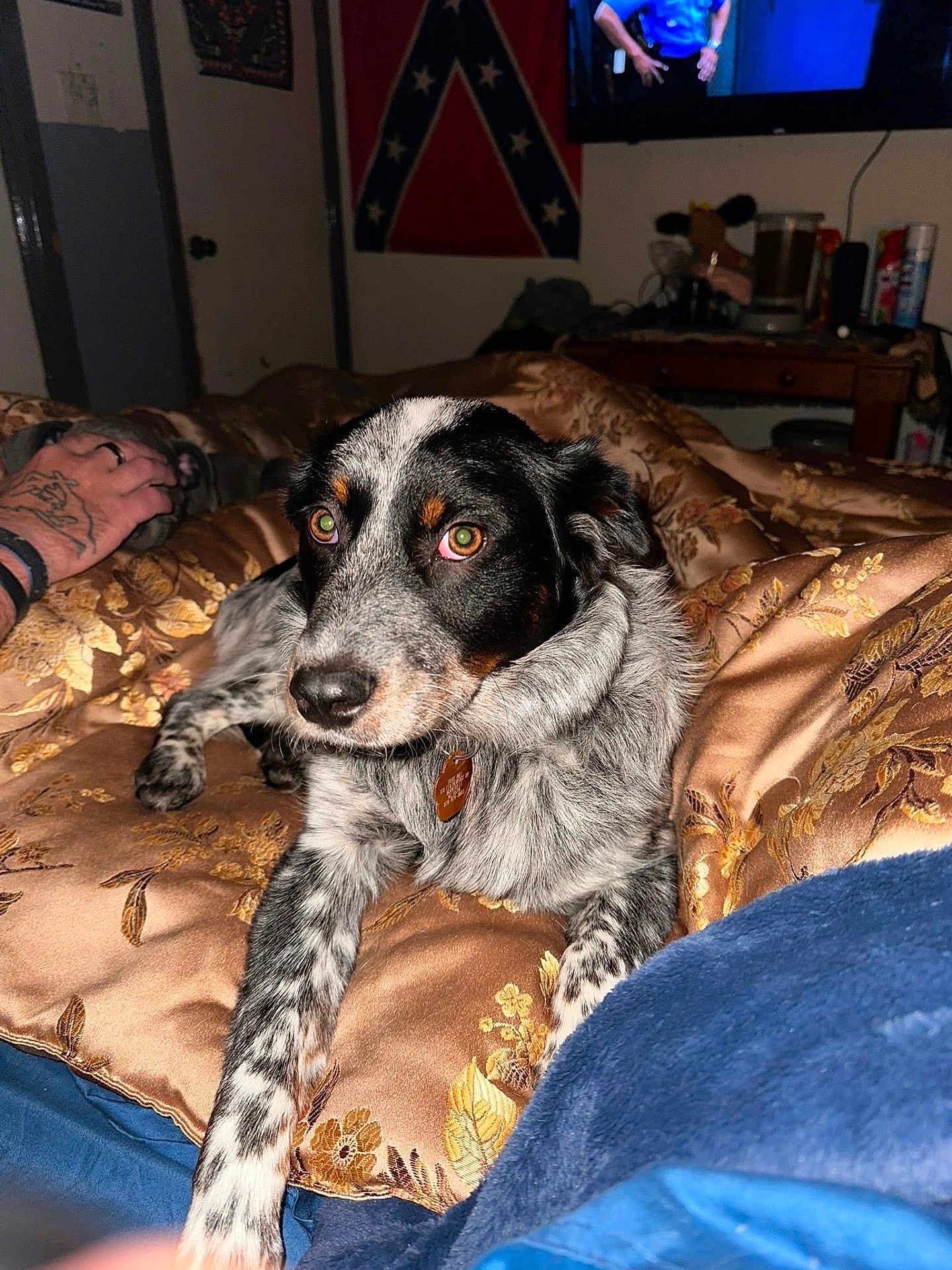 Trixie is registered to the contest to win money with this photo: dog, indoor, blanket, tattoo, hand, television, furniture, wall, flag, bed, comfort, pet, animal, resting, looking, brown, black, white, pattern, closeup