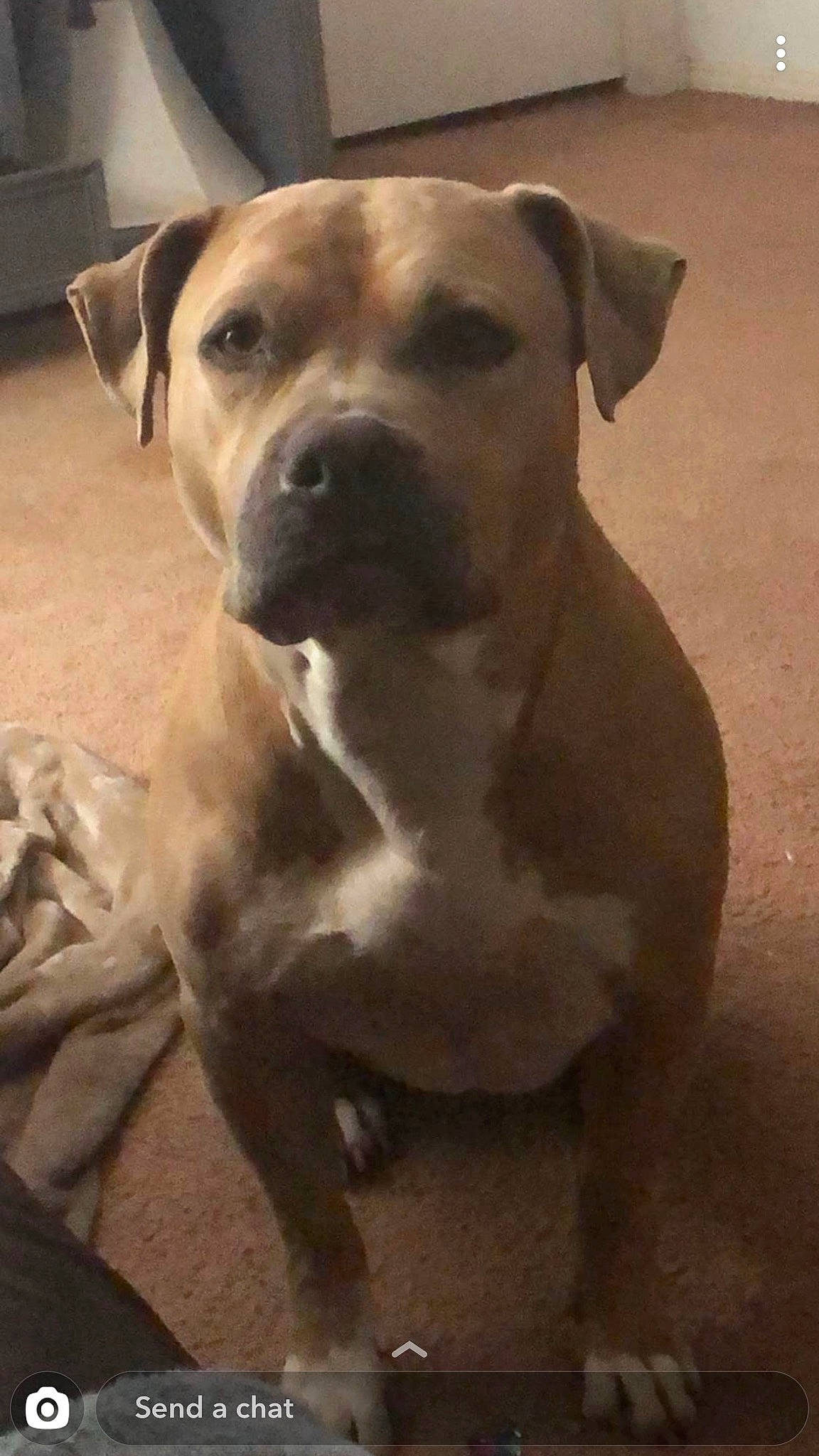 Bella joined the competition — help win amazing prizes! american_pit_bull_terrier, american_staffordshire_terrier, bandog, black_mouth_cur, canidae, carnivore, catahoula_bulldog, dog, dog_breed, fawn, mammal, molosser, non_sporting_group, pit_bull, rare_breed_dog, snout, sporting_group, staffordshire_bull_terrier, vertebrate