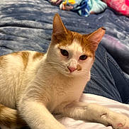 Rebel joined the competition — help win amazing prizes! cat, orange_and_white, pet, indoor, blanket, bed, cushion, relaxed, fur, whiskers, paws, resting, person, clothing, jeans, white_shirt, home, comfort, feline, cute