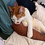 cat, sleeping, orange_and_white, pet, arm, tattoo, bed, blanket, pillow, indoor, resting, cozy, fur, whiskers, human_arm, relaxation, comfort, domestic, close_up, nap
