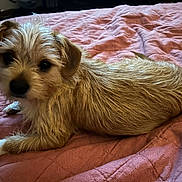 Conway is registered to the contest to win money with this photo: animal, bed, blanket, companion, cozy, cute, dog, domestic, ears, fur, fur_texture, indoor, looking_at_camera, lying_down, pet, pink_background, resting, small_dog, snout, whiskers
