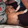 bed, blanket, closeup, comfort, cozy, cute, dog, fabric, fur, human_arm, indoor, lying_down, nap, pet, puppy, relaxing, resting, sleep, sleeping, young_dog