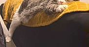 Luna participe au concours pour gagner de l'argent avec cette photo : cat, tabby, sleeping, couch, blanket, indoor, relaxed, pet, feline, cozy, resting, mustard_yellow, fur, paw, home, comfort, domestic, animal, quiet, soft