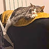 cat, tabby, sleeping, couch, blanket, indoor, relaxed, pet, feline, cozy, resting, mustard_yellow, fur, paw, home, comfort, domestic, animal, quiet, soft