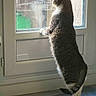 Luna participe au concours pour gagner de l'argent avec cette photo : cat, tabby_cat, window, indoor, curious, standing, hind_legs, light, shadow, floor, mat, glass, reflection, whiskers, tail, fur, quiet, daylight, home, pet