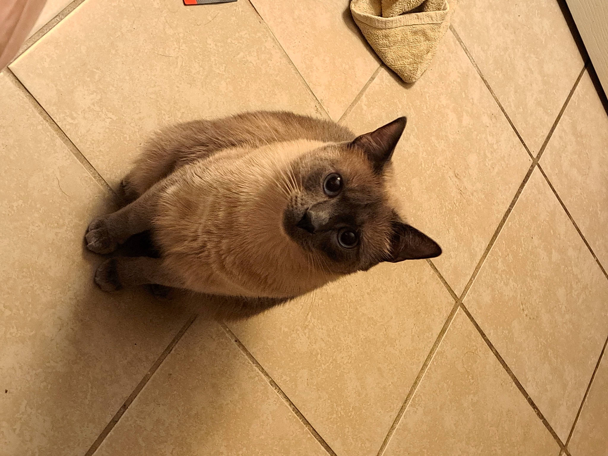 Milo
