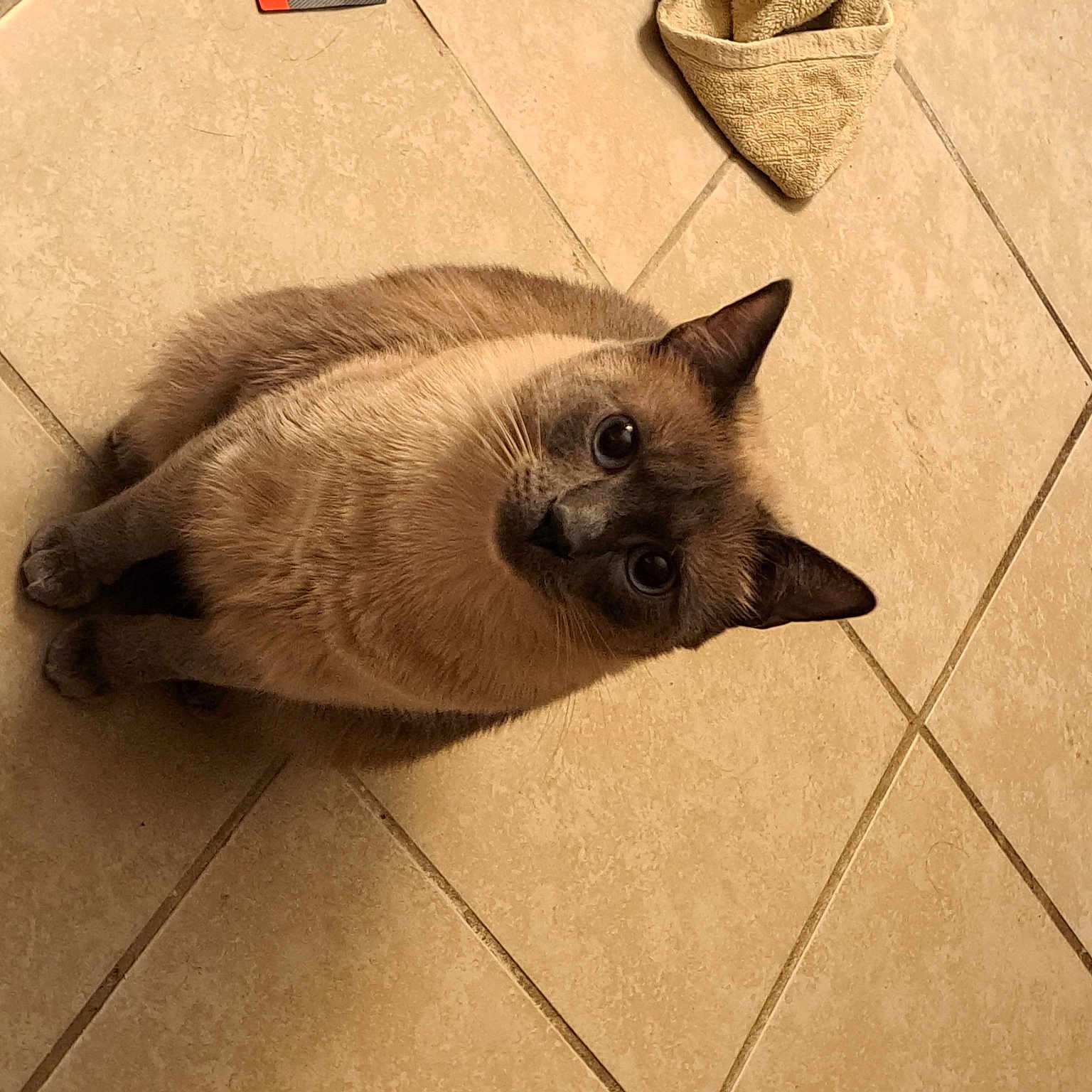 Milo