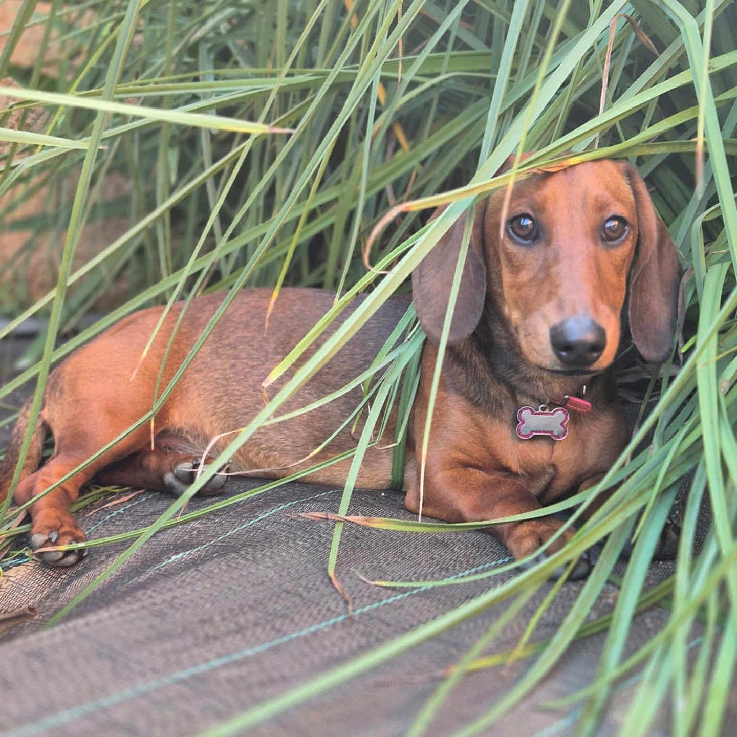 Vicky a rejoint le concours — aidez-le/la à gagner de superbes lots ! accessories, animal, beagle, canine, dog, grass, herbal, herbs, hound, jar, person, pet, plant, planter, pottedplant, pottery, puppy, sleeping, snout, vegetation