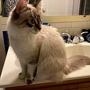 Loki is registered to the contest to win money with this photo: cat, bathroom, sink, mirror, faucet, fur, pet, curious, domestic_animal, indoor, white, brown, striped, tail, clothing, tiled_wall, household, countertop, domestic_life, feline