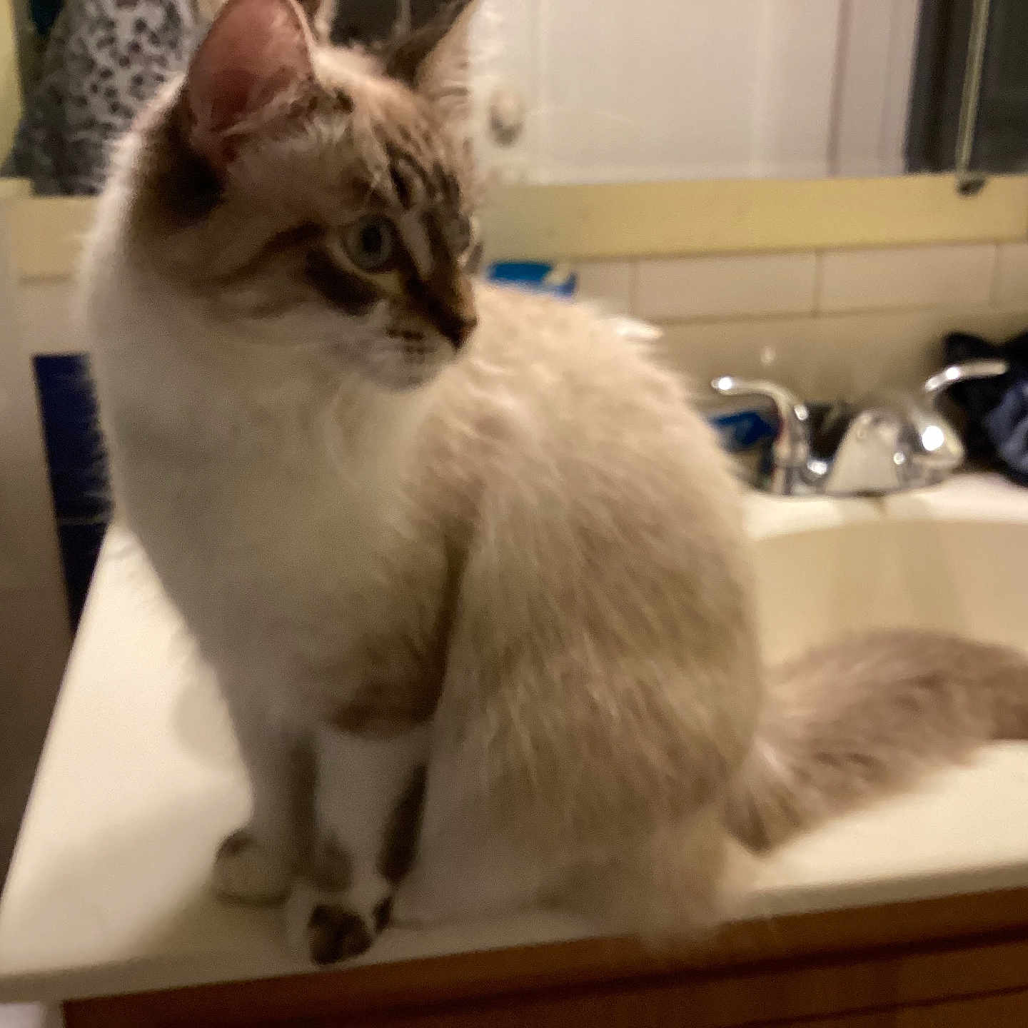 Loki is registered to the contest to win money with this photo: cat, bathroom, sink, mirror, faucet, fur, pet, curious, domestic_animal, indoor, white, brown, striped, tail, clothing, tiled_wall, household, countertop, domestic_life, feline