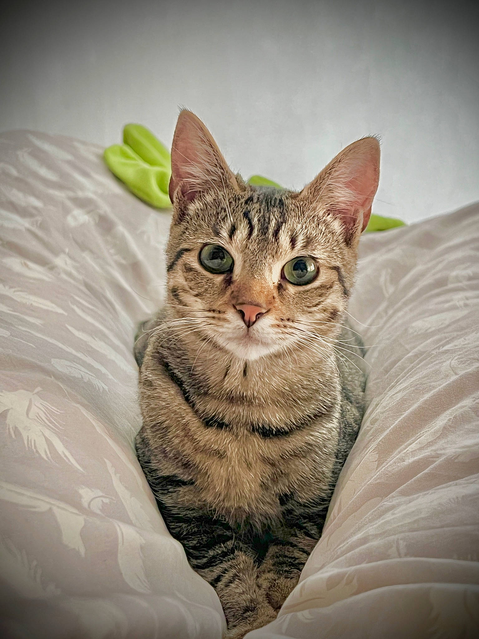 Keiko a rejoint le concours — aidez-le/la à gagner de superbes lots ! carnivore, cat, comfort, domestic_short_haired_cat, felidae, fur, paint, paw, sitting, small_to_medium_sized_cats, snout, tail, terrestrial_animal, whiskers, wildlife