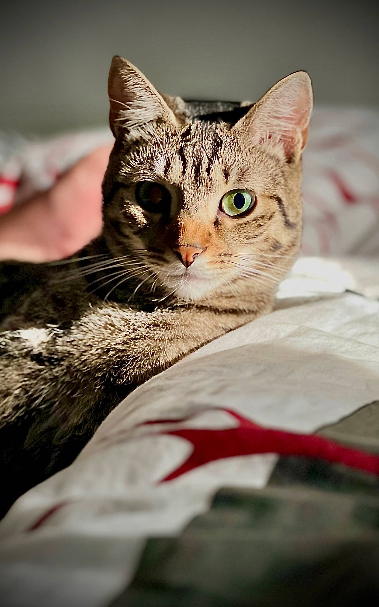 Keiko participe au concours pour gagner de l'argent avec cette photo : carnivore, cat, claw, comfort, domestic_short_haired_cat, eye, felidae, fur, grass, linens, paw, small_to_medium_sized_cats, snout, terrestrial_animal, tree, whiskers, wildlife