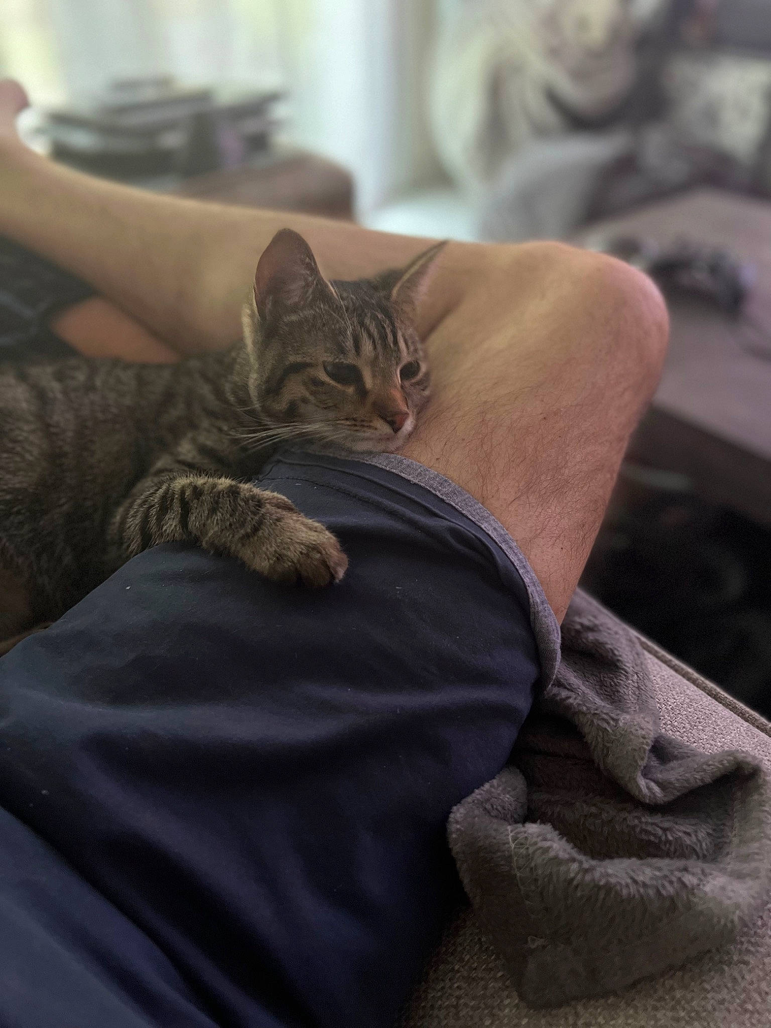 Keiko a rejoint le concours — aidez-le/la à gagner de superbes lots ! carnivore, cat, claw, comfort, domestic_short_haired_cat, fawn, felidae, formal_wear, fur, gesture, grey, hand, human_leg, linens, sitting, sleeve, small_to_medium_sized_cats, whiskers