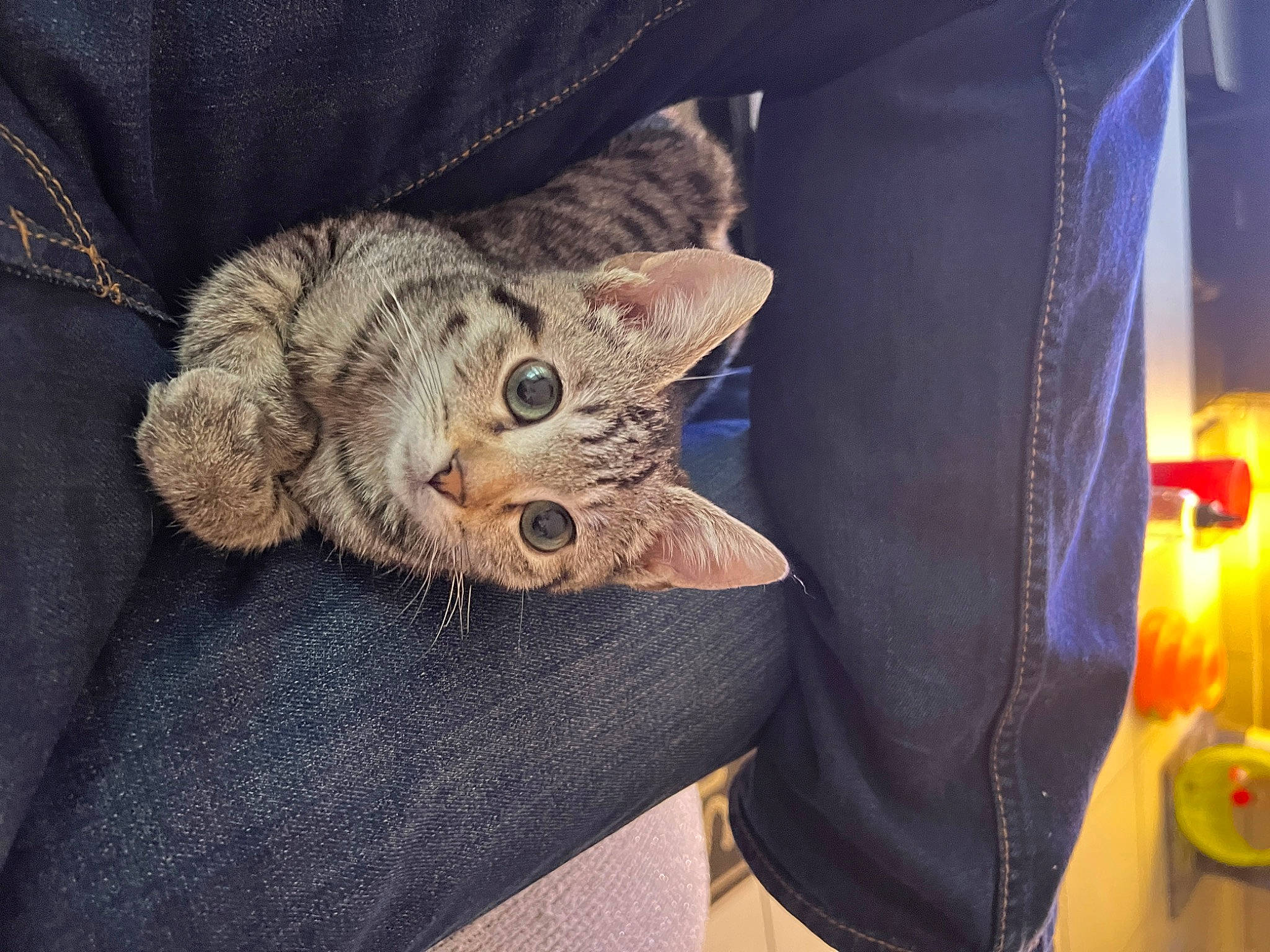 Keiko participe au concours pour gagner de l'argent avec cette photo : bag, button, carnivore, cat, collar, comfort, denim, domestic_short_haired_cat, electric_blue, fashion_accessory, felidae, fur, hat, sleeve, small_to_medium_sized_cats, t_shirt, textile, top, whiskers, wool