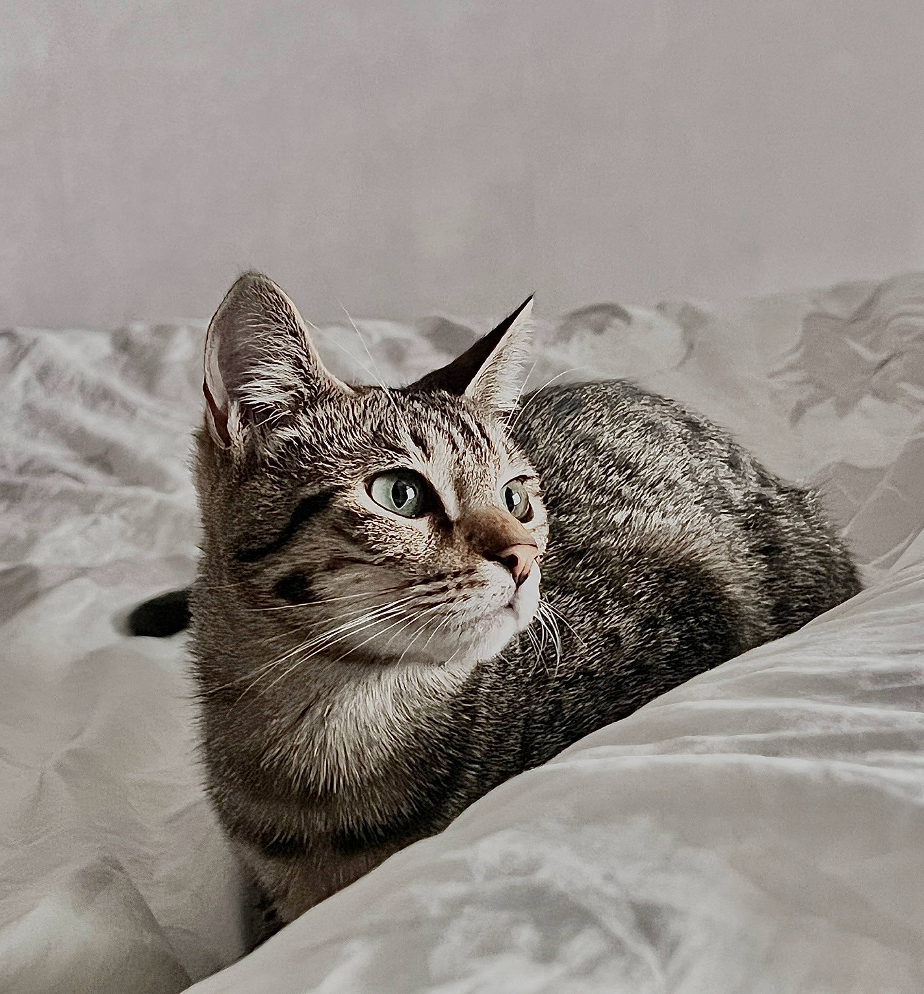 Keiko participe au concours pour gagner de l'argent avec cette photo : black_and_white, carnivore, cat, comfort, domestic_short_haired_cat, eye, felidae, fur, grass, grey, linens, monochrome, monochrome_photography, small_to_medium_sized_cats, snout, terrestrial_animal, tree, whiskers, wildlife, window