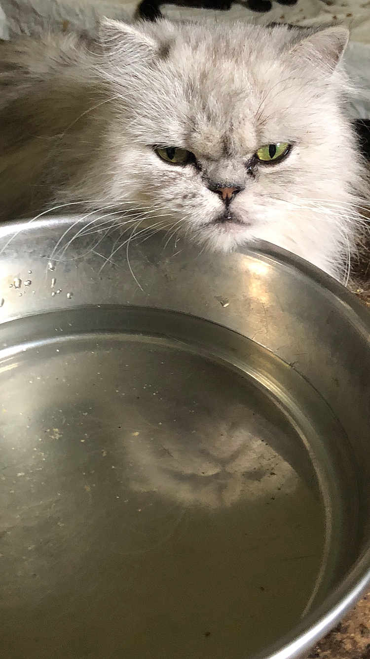 Casper is registered to the contest to win money with this photo: cat, white_cat, fluffy, water_bowl, reflection, indoor, pet, animal, fur, face, whiskers, eyes, nose, metal, container, closeup, domestic, curious, still_life, household