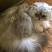 Casper joined the competition — help win amazing prizes! cat, fluffy, long_hair, gray, white, pet, animal, indoor, wooden_floor, fur, cute, resting, face, whiskers, tail, domestic_cat, mammal, closeup, relaxed, feline