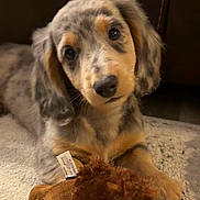 Dak Rain is registered to the contest to win money with this photo: puppy, dog, toy, carpet, indoor, cute, closeup, pet, animal, floppy_ears, speckled_coat, brown, soft_toy, lying_down, young, face, whiskers, nose, eyes, fur