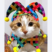 Luna a rejoint le concours — aidez-le/la à gagner de superbes lots ! adorable, animal, cat, close_up, colorful, costume, cute, domestic_cat, funny, fur, headwear, indoor, jester_hat, orange_and_white, pet, playful, pom_poms, portrait, whiskers, wide_eyes