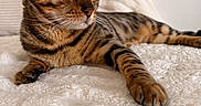 Luna a rejoint le concours — aidez-le/la à gagner de superbes lots ! cat, tabby_cat, feline, pet, animal, green_eyes, whiskers, striped_fur, relaxed, lying_down, indoor, blanket, cozy, soft_texture, close_up, portrait, fur, cute, domestic_animal, resting