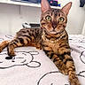 Luna participe au concours pour gagner de l'argent avec cette photo : bengal_cat, cat, pet, animal, feline, green_eyes, gold_chain, blanket, bear_pattern, indoor, cozy, relaxed, lying_down, whiskers, ears, paws, fur, striped, domestic_cat, close_up