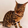 Luna participe au concours pour gagner de l'argent avec cette photo : alert, animal, bengal_cat, cat, clean_background, closeup, curious, domestic_animal, ears, feline, furry, green_eyes, indoor, mammal, pet, portrait, sitting, spotted_fur, striped_legs, whiskers