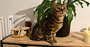 Luna participe au concours pour gagner de l'argent avec cette photo : animal, bengal_cat, brown, cat, curious, decor, domestic_cat, eyes, feline, furniture, green, houseplant, indoor, leafy_plant, pet, plant, pot, shadow, sitting, wooden_cabinet
