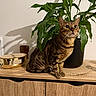 Luna participe au concours pour gagner de l'argent avec cette photo : cat, bengal_cat, indoor, plant, leafy_plant, wooden_cabinet, decor, pot, shadow, furniture, curious, pet, animal, brown, green, eyes, sitting, feline, domestic_cat, houseplant