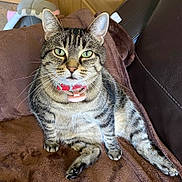Mally participe au concours pour gagner de l'argent avec cette photo : tabby_cat, cat, pet, feline, green_eyes, collar, indoor, brown_blanket, couch, relaxing, whiskers, striped_fur, pink_tag, looking_at_camera, close_up, domestic_cat, soft_fur, sitting, household_pet, comfortable