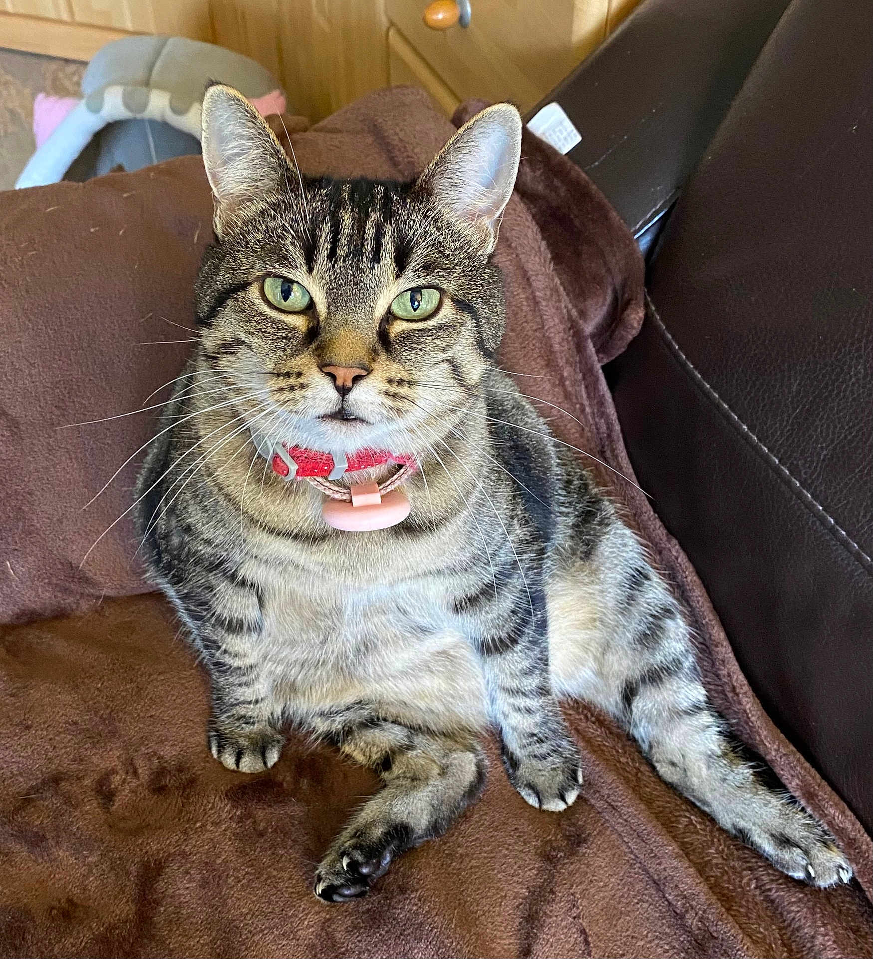 Mally participe au concours pour gagner de l'argent avec cette photo : tabby_cat, cat, pet, feline, green_eyes, collar, indoor, brown_blanket, couch, relaxing, whiskers, striped_fur, pink_tag, looking_at_camera, close_up, domestic_cat, soft_fur, sitting, household_pet, comfortable