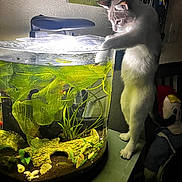 Bowie is registered to the contest to win money with this photo: animal, aquatic_plants, cat, curious, decor, doll, feline, fish_tank, furniture, gray_cat, greenery, home, indoor, light, pet, playful, standing, table, tank_lid, white_cat