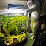 animal, aquatic_plants, cat, curious, decor, doll, feline, fish_tank, furniture, gray_cat, greenery, home, indoor, light, pet, playful, standing, table, tank_lid, white_cat
