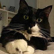 Boo joined the competition — help win amazing prizes! cat, tuxedo_cat, close_up, yellow_eyes, whiskers, paws, indoor, bedroom, shelf, door, black_and_white, feline, pet, resting, curious, fur, animal, soft_lighting, home, cute