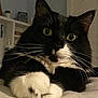 cat, tuxedo_cat, close_up, yellow_eyes, whiskers, paws, indoor, bedroom, shelf, door, black_and_white, feline, pet, resting, curious, fur, animal, soft_lighting, home, cute