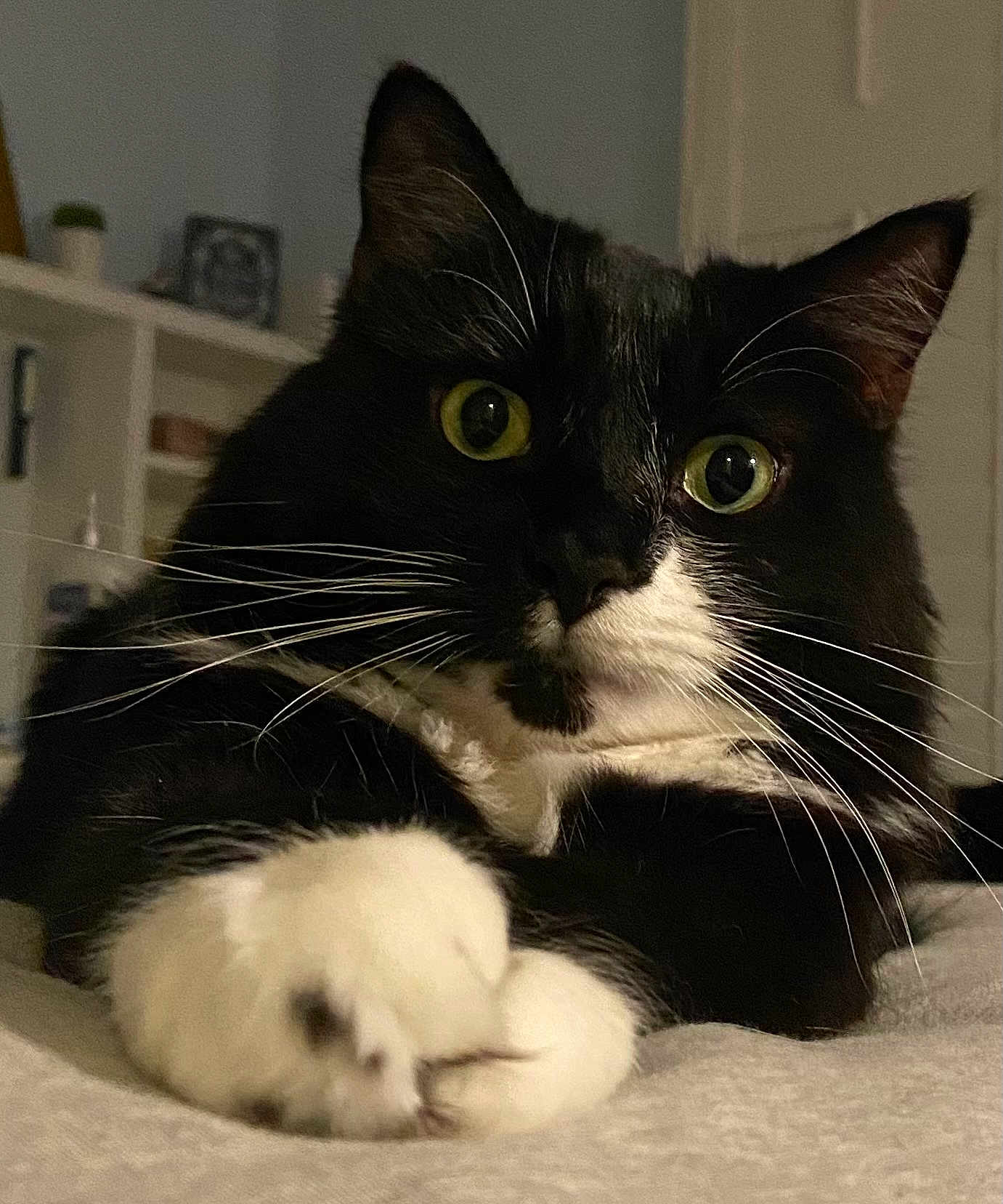 Boo joined the competition — help win amazing prizes! cat, tuxedo_cat, close_up, yellow_eyes, whiskers, paws, indoor, bedroom, shelf, door, black_and_white, feline, pet, resting, curious, fur, animal, soft_lighting, home, cute