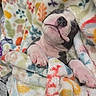 Dray Drizzy joined the competition — help win amazing prizes! puppy, dog, sleeping, blanket, cozy, cute, tongue_out, paw, snuggled, fur, colorful, patterned_blanket, resting, animal, pet, comfort, soft_texture, indoors, relaxed, close_up