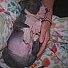 puppy, sleeping, dog, blanket, hand, nap, cozy, animal, pet, resting, cute, fur, domestic_animal, young, mammal, companion, comfort, relaxation, indoor, colorful