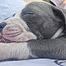 Dray Drizzy joined the competition — help win amazing prizes! puppy, sleeping, close_up, dog, fur, cute, peaceful, relaxed, pet, animal, snuggle, quilted, soft, nose, paw, ear, lying_down, domestic_animal, young, adorable