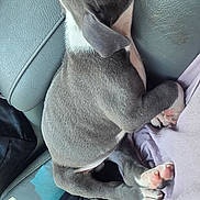 Dray Drizzy is registered to the contest to win money with this photo: puppy, dog, sleeping, car_seat, lap, cozy, pet, animal, fur, cute, resting, indoors, relaxed, young_dog, paw, snout, ear, side_view, casual, comfort